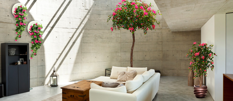 Bougainvillea Bougainvillea