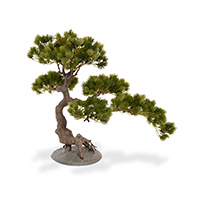 Bonsai