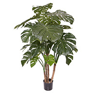 Monstera