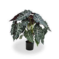 Alocasia