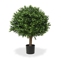 Buxus