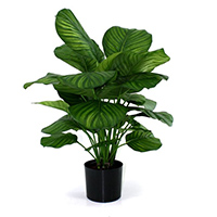 Calathea