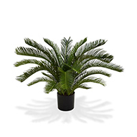 Cycas