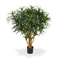 Dracaena