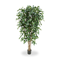 Ficus