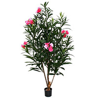 Oleander