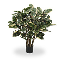 Philodendron