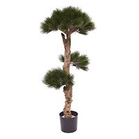 Pinus