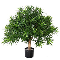 Podocarpus