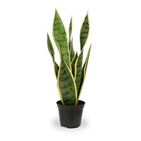 Sansevieria