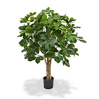 Schefflera