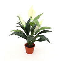 Spathiphyllum