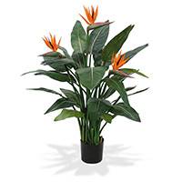 Strelitzia