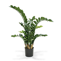 Zamioculcas