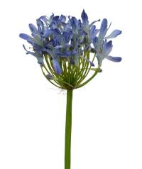 Agapanthus