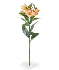 Alstromeria