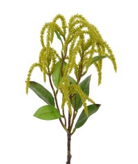 Amaranthus