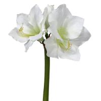 Amaryllis