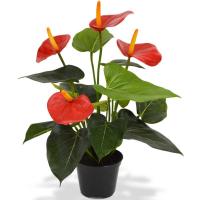 Anthurium