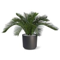 Baby Fan palm