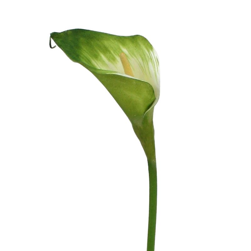 Calla