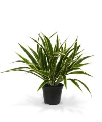 Chlorophytum