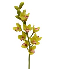 Cymbidium