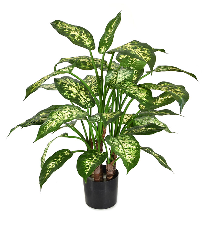 Dieffenbachia