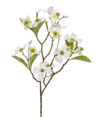 Dogwood