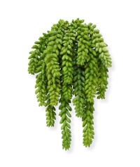 Donkey tail