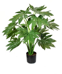 Fatsia