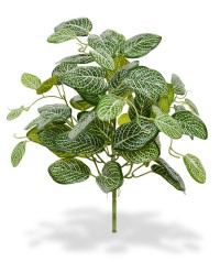 Fittonia