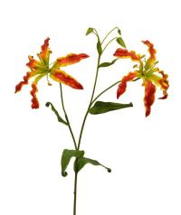 Gloriosa