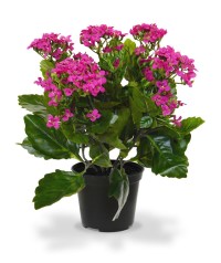 Kalanchoe