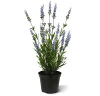 Lavendel