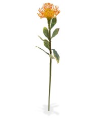 Leucadendron