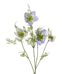 Nigella