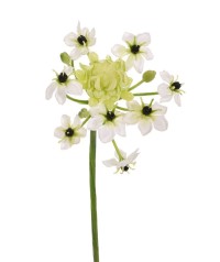 Ornithogalum