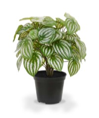 Peperomia