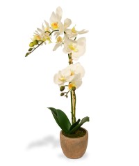 Phalaenopsis