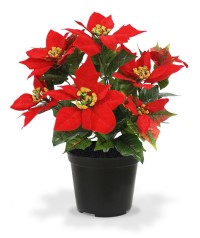 Poinsettia