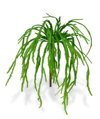 Rhipsalis