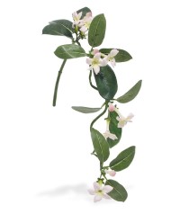 Stephanotis