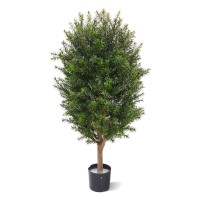 Taxus