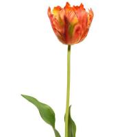 Tulip