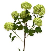 Viburnum