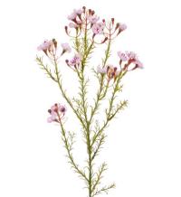 Waxflower