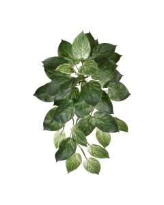Philodendron Birkin hanger 65cm