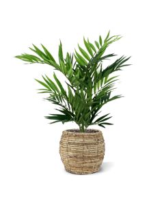 Parlour kunstpalm 50cm