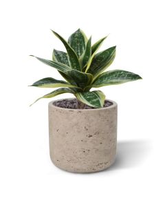 Sanseveria Kunstplant 25cm bont
